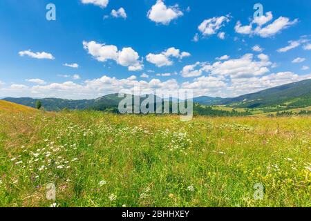 Sommerlandschaft der bergigen Landschaft: alpine Heufelder mit wilden Kräutern auf sanften Hügeln am hohen Mittag. Bewaldeter Bergrücken in der Ferne Stockfoto