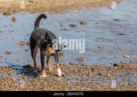 Hund beim Abschütteln nach dem Schwimmen, Appenzeller Sennenhund Stockfoto