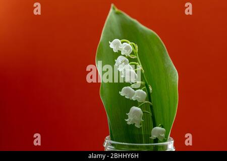 Weiße Glocken der Maiglöckchen Blume und Blatt in einem kleinen Glasgefäß im April gesehen. Stockfoto