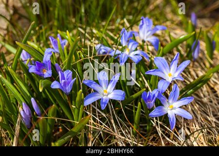 Nahaufnahme der blühenden blauen scilla luciliae blüht an sonnigen Tag. Erste Frühling Zwiebelpflanzen. Selektiver Fokus. Stockfoto