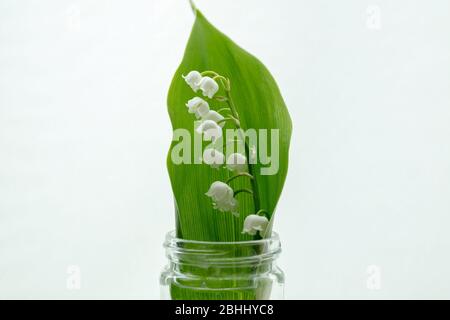 Weiße Glocken der Maiglöckchen Blume und Blatt in einem kleinen Glasgefäß im April gesehen. Stockfoto