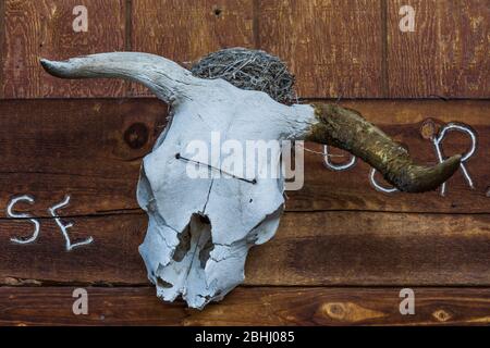 Kuhschädel mit Vogelnest oben in der alten Silber- und Zinnoberminen-Geisterstadt Ione, Nevada, USA [Keine Eigentumsfreigabe; für redaktionelle veröffentlichung verfügbar li Stockfoto