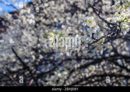 Prunus spinosa, schlehe oder schlehe Stockfoto