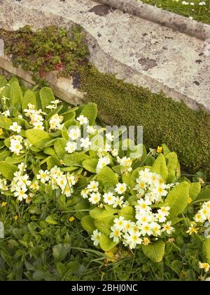 Nahaufnahme eines Grabsteins mit Primrosen, die daneben wachsen, St. Catherines Pfarrkirche, Ventnor, Insel Wight, England, Großbritannien Stockfoto