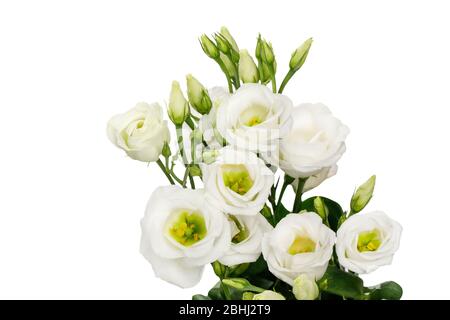 Schöne weiße Blüten auf weißem Hintergrund isoliert Stockfoto