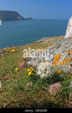 Blick von der Landzunge North Stack in Richtung Leuchtturm in Anglesey, Wales Stockfoto