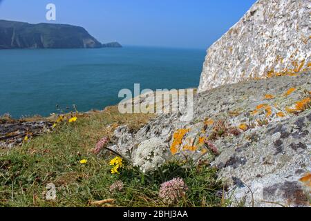 Blick von der Landzunge North Stack in Richtung Leuchtturm in Anglesey, Wales Stockfoto