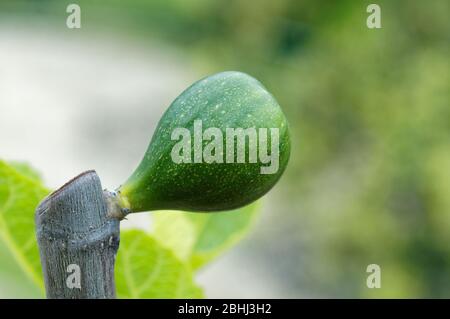 Nahaufnahme der weißen gewöhnlichen Feige, die im Frühling zu wachsen beginnt Stockfoto