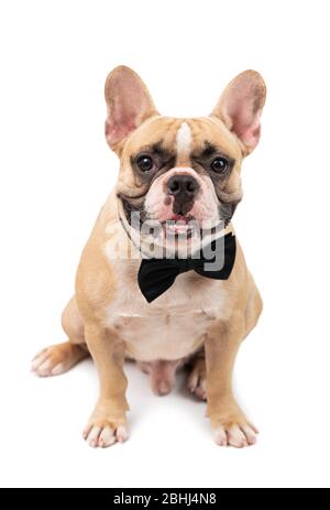 Süße braune französische Bulldogge trägt schwarze Fliege und hungrig isoliert auf weißem Hintergrund. Haustier und Tier Konzept Stockfoto
