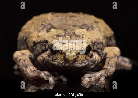 Gebänderter Bullfrosch oder asiatische Schmalschnauzkröten Es wissen auch mollig oder Bubble Frosch dieser Frosch ist in Südostasien auf schwarzem Hintergrund isoliert heimisch Stockfoto