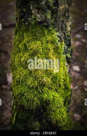 Grüne Moospflanzen auf einer Birkenrinde Stockfoto