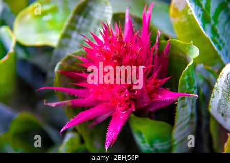 Rosa Blume der Aechmea fasciata (Urnenpflanze) in den Wintergärten im People's Palace mit exotischen Pflanzen, Glasgow, Schottland, Großbritannien Stockfoto