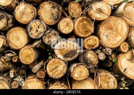 Abstrakt, Hintergrund, rundes Feuerholz Textur Hintergrund. Stapel von Holzstämmen. Wald Holzfäller Seite. Gefällte Baumstämme. Holz für Grill. Kamin oder b Stockfoto