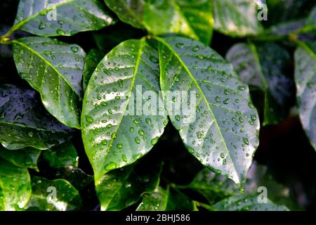 Frische grüne Kaffeeblätter (Coffea arabica) mit Regentropfen Stockfoto