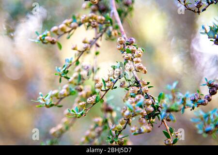 Manuka Samenschoten, bereit zum Öffnen (Leptospermum scoparium), Linn Botanic Gardens & Nursery, Schottland, Großbritannien Stockfoto