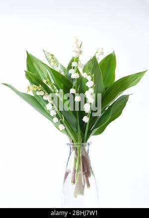 Maiglöckchen in einer Glasflasche. Convallaria majalis posy. Stockfoto