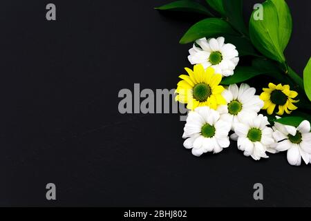 Weiße und gelbe Narzissen auf dunkelschwarzem Hintergrund. Stockfoto
