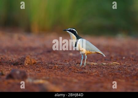 Ein erwachsener ägyptischer Pflug (Pluvianus aegyptius) am Ufer eines Pools in Gambia, Westafrika Stockfoto