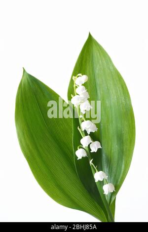 Convallariaarten Majalis. Glockenförmigen Blüten von Lily Of The Valley. Stockfoto