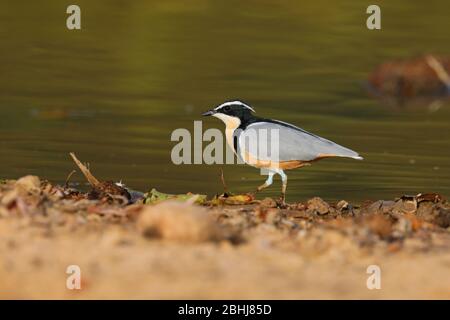 Ein erwachsener ägyptischer Pflug (Pluvianus aegyptius) am Ufer eines Pools in Gambia, Westafrika Stockfoto