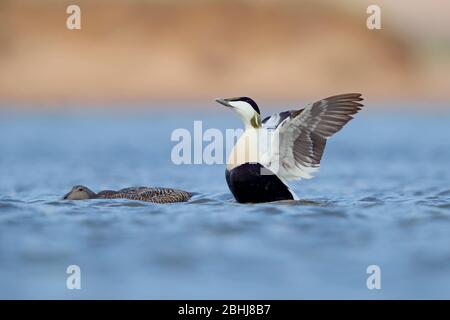 Ein Paar von Gemeinen Eider (Somateria mollissima) in der Zucht Gefieder in der Balz Verhalten im Frühjahr auf der Ythan Mündung, Aberdeenshire Stockfoto