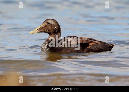 Ein im Sommer ersterer drake Common Eider (Somateria mollissima) in Northumberland, Großbritannien Stockfoto