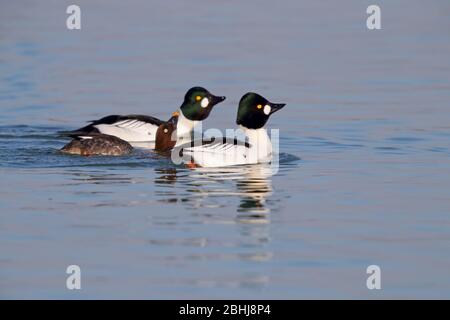 Zwei Brutgefieder drake Gemeine Goldenaugen (Bucephala clangula), die im späten Winter/frühen Frühling in Essex, Großbritannien, einem einzigen Weibchen gezeigt werden Stockfoto