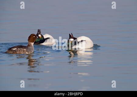 Zwei Brutgefieder drake Gemeine Goldenaugen (Bucephala clangula), die im späten Winter/frühen Frühling in Essex, Großbritannien, einem einzigen Weibchen gezeigt werden Stockfoto