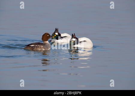 Zwei Brutgefieder drake Gemeine Goldenaugen (Bucephala clangula), die im späten Winter/frühen Frühling in Essex, Großbritannien, einem einzigen Weibchen gezeigt werden Stockfoto