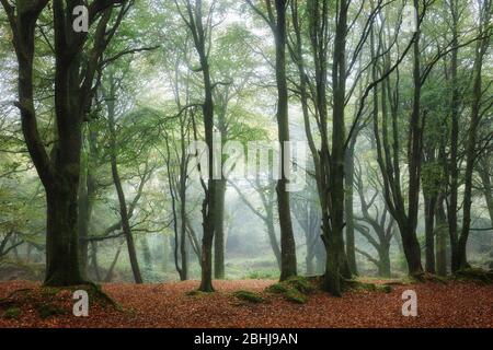 Neblige Wälder im frühen Herbst Stockfoto