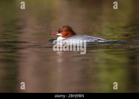 Ein weiblicher Gänseander (Mergus merganser merganser) im Brutgefieder auf einem See in England im späten Winter/frühen Frühling Stockfoto