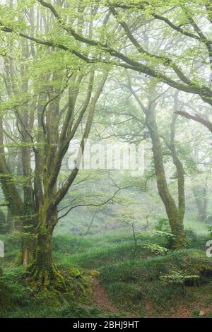 Frühlingswald in frühmorgendlicher Nebellandschaft, Cornwall Stockfoto