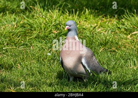 Woodpigeon Columba palumbus Stockfoto