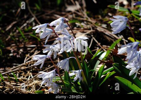 Zarte weiße Blüten von einigen frühen Frühling weißen Scilla (Scilla siberica Alba) in einem Ottawa Garten, Ontario, Kanada. Stockfoto