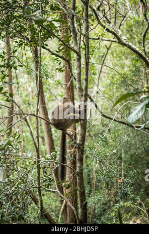 Gewöhnlicher brauner Lemur (Eulemur fulvus) Stockfoto