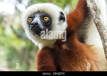 Sifaka Lemur von Madagaskar Stockfoto