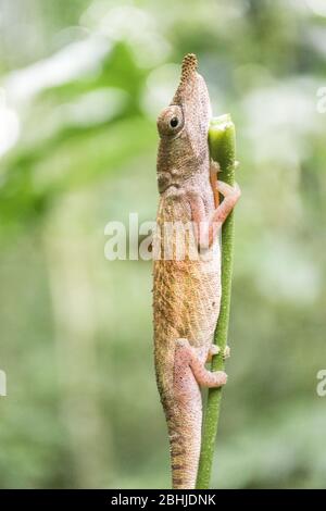 Kleines Chamäleon, das auf einem Grasstroh hält Stockfoto