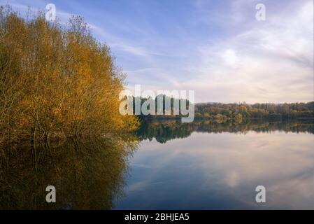 Am späten Nachmittag leuchtet das horizontale Licht goldene Herbstbäume am Ufer eines Sees Stockfoto