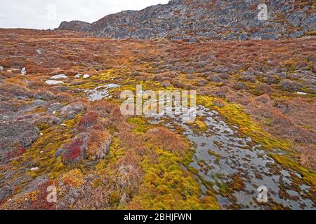 Herbstfarben auf einem arktischen Feuchtgebiet in der Nähe des Eisfjords von Ilulissat, Grönland Stockfoto
