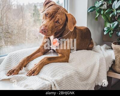 Charmanter Welpe von Schokolade Farbe. Nahaufnahme Stockfoto