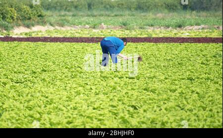 Ackerarbeiter schaufeln oder Haufen Boden mit einer Hacke in einem Salat Plantage landwirtschaftlichen Feld in Spanien. Stockfoto