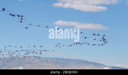 Viele Flamingo fliegen in V-Form auf blauem Himmel Hintergrund. Gruppe von rosa Flamingos, die über dem Eber-See, Türkei fliegen Stockfoto