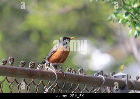 Amerikanischer Robin auf Kettenglied Zaun Stockfoto