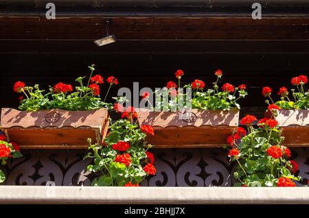 Nahaufnahme von roten Geranienblumen, die in einem Blumentopf auf einem Balkon wachsen Stockfoto