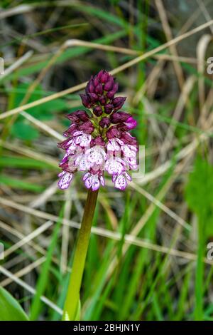 Lila Dame Orchidee wächst in Wiese, Ariege, Südfrankreich, Frankreich, Französisch Pyrenäen, Pyrenäen Stockfoto