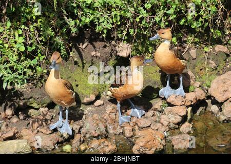 Drei schöne Fulvous pfeifende Ducks in der Birds of Eden Freiflugschutzgebiet, in den Crags in der Nähe von Plettenberg Bay, Südafrika, Afrika. Stockfoto