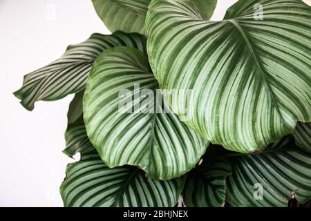 Nahaufnahme des gemusterten Laubes der calathea orbifolia Hauspflanze auf weißem Hintergrund. Verwaschene exotische Zimmerpflanzen Blattdetails. Stockfoto