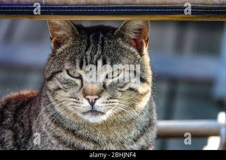 Nahaufnahme der gestreift gestromten Katze, Ariege, Südfrankreich, Frankreich, Französische Pyrenäen, Pyrenäen Stockfoto