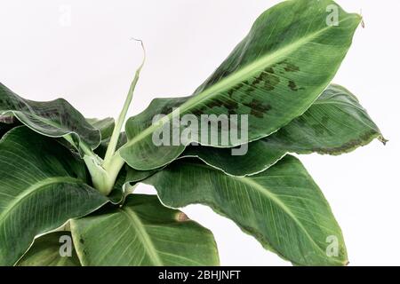 Nahaufnahme auf fleckigen Blättern einer Zwergkavendischen Bananenpflanze (musa-Zwerg) auf weißem Hintergrund. Wunderschöne exotische Zimmerpflanzen Blattdetail. Stockfoto