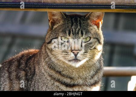 Nahaufnahme der gestreift gestromten Katze, Ariege, Südfrankreich, Frankreich, Französische Pyrenäen, Pyrenäen Stockfoto